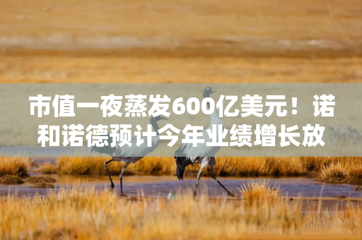 市值一夜蒸发600亿美元！诺和诺德预计今年业绩增长放缓，急换CEO能力挽狂澜？