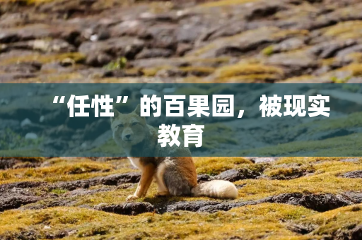 “任性”的百果园，被现实教育