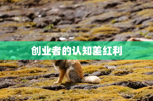 创业者的认知差红利