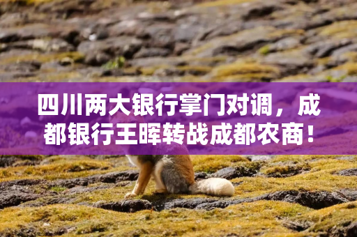 四川两大银行掌门对调，成都银行王晖转战成都农商！13家上市行高层调整