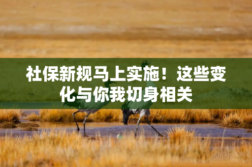 社保新规马上实施！这些变化与你我切身相关