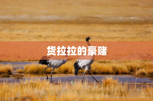 货拉拉的豪赌