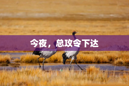 今夜，总攻令下达