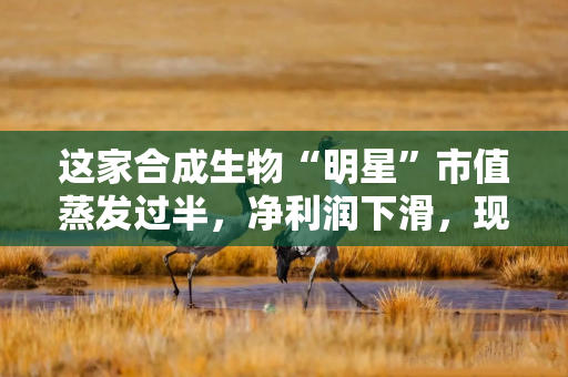 这家合成生物“明星”市值蒸发过半，净利润下滑，现要去港股！