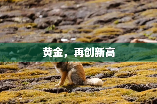 黄金，再创新高