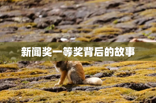 新闻奖一等奖背后的故事 新闻奖一等奖背后的故事
