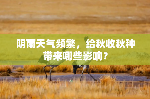 阴雨天气频繁，给秋收秋种带来哪些影响？