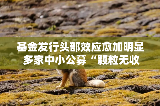 基金发行头部效应愈加明显 多家中小公募“颗粒无收”