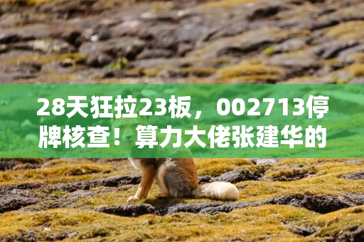 28天狂拉23板，002713停牌核查！算力大佬张建华的又一场资本豪赌