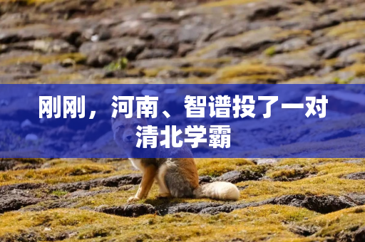 刚刚，河南、智谱投了一对清北学霸