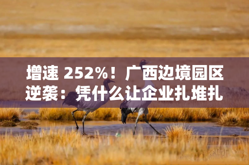 增速 252%！广西边境园区逆袭：凭什么让企业扎堆扎根？