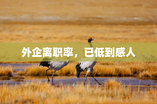 外企离职率，已低到感人