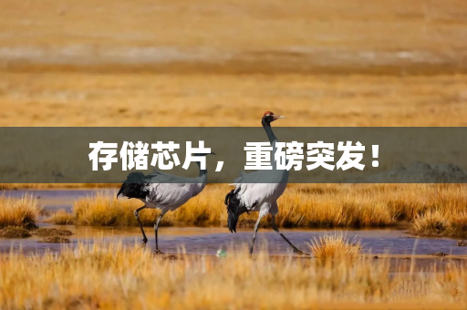 存储芯片，重磅突发！