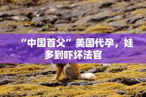 “中国首父”美国代孕，娃多到吓坏法官