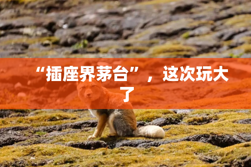 “插座界茅台”,这次玩大了 “插座界茅台”,这次玩大了