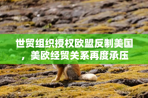 世贸组织授权欧盟反制美国,美欧经贸关系再度承压 世贸组织授权欧盟反制美国,美欧经贸关系再度承压