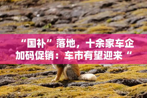 “国补”落地，十余家车企加码促销：车市有望迎来“开门红”