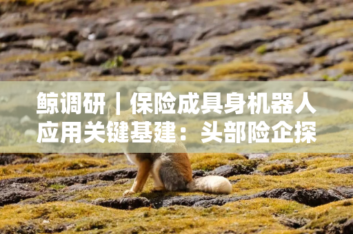 鲸调研｜保险成具身机器人应用关键基建：头部险企探路本机、责任保障，创新“保险+租赁”模式