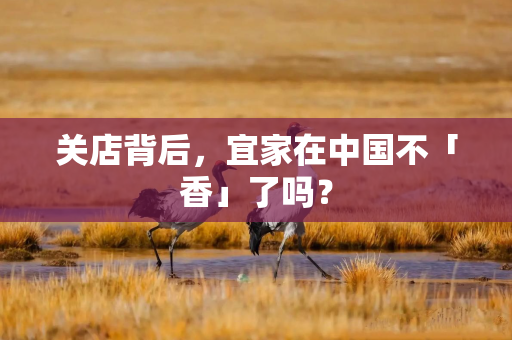 关店背后，宜家在中国不「香」了吗？