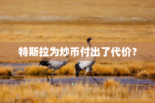 特斯拉为炒币付出了代价？