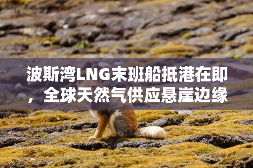 波斯湾LNG末班船抵港在即，全球天然气供应悬崖边缘临近