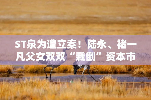 ST泉为遭立案！陆永、褚一凡父女双双“栽倒”资本市场