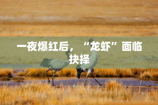 一夜爆红后，“龙虾”面临抉择