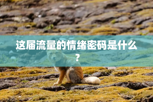 这届流量的情绪密码是什么？