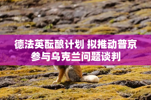 德法英酝酿计划 拟推动普京参与乌克兰问题谈判