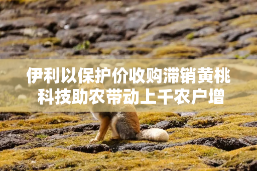 伊利以保护价收购滞销黄桃 科技助农带动上千农户增收