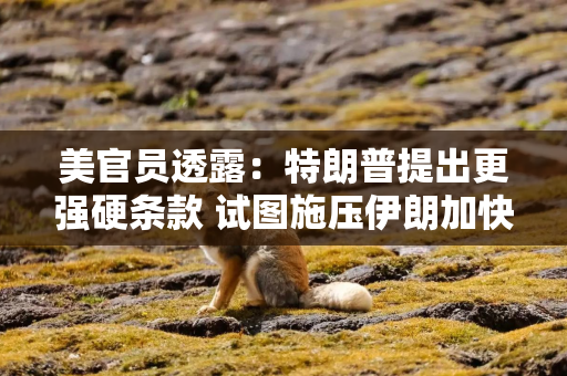 美官员透露：特朗普提出更强硬条款 试图施压伊朗加快谈判进程