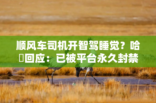 顺风车司机开智驾睡觉？哈啰回应：已被平台永久封禁，对乘客的不良体验致歉