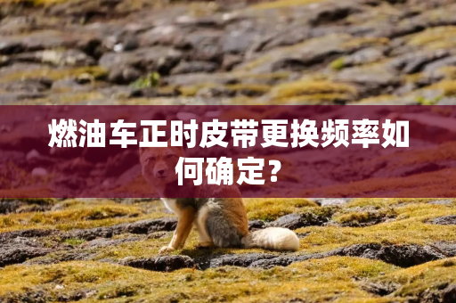 燃油车正时皮带更换频率如何确定？