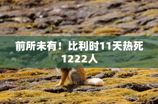 前所未有！比利时11天热死1222人
