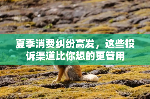 夏季消费纠纷高发，这些投诉渠道比你想的更管用