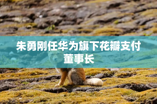 朱勇刚任华为旗下花瓣支付董事长