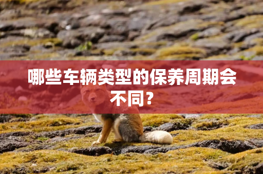 哪些车辆类型的保养周期会不同？