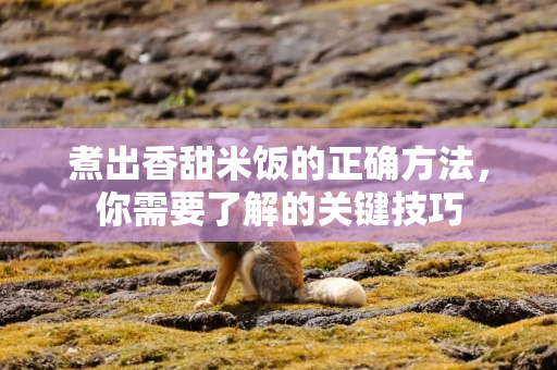 煮出香甜米饭的正确方法，你需要了解的关键技巧