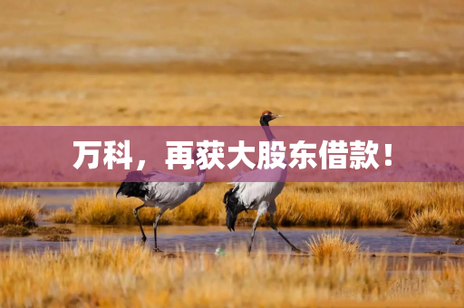 万科，再获大股东借款！