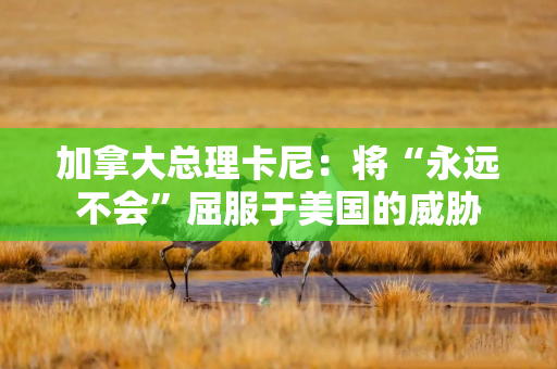 加拿大总理卡尼：将“永远不会”屈服于美国的威胁