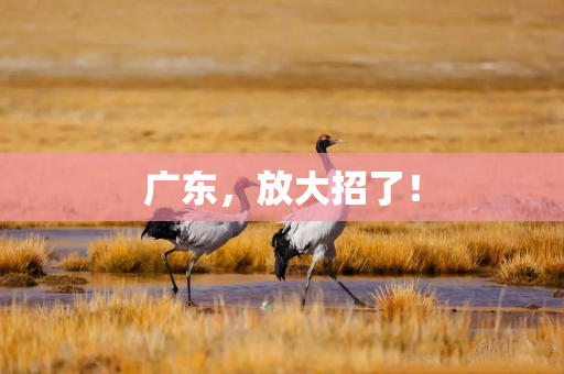 广东，放大招了！