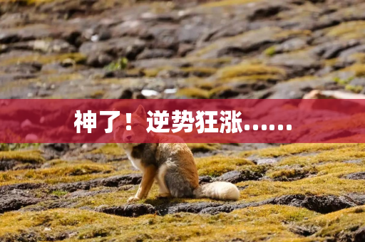 神了！逆势狂涨……