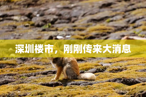 深圳楼市，刚刚传来大消息