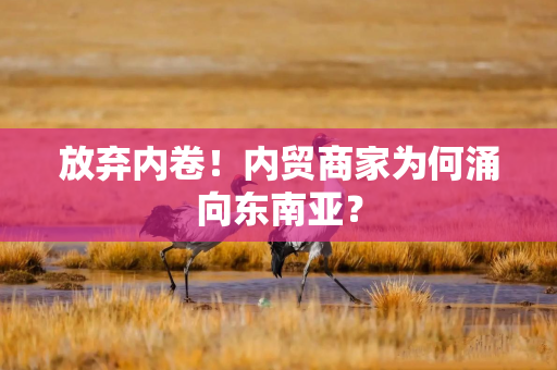 放弃内卷！内贸商家为何涌向东南亚？