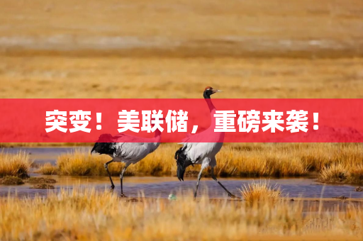 突变！美联储，重磅来袭！