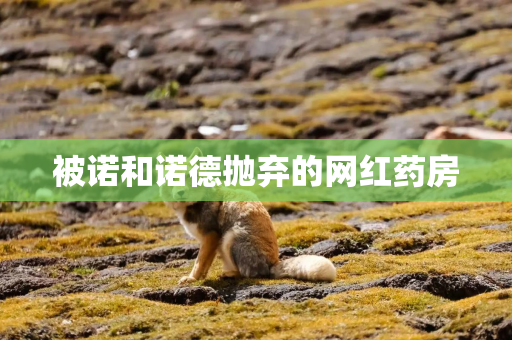 被诺和诺德抛弃的网红药房