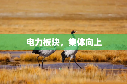 电力板块，集体向上