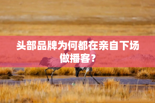 头部品牌为何都在亲自下场做播客？