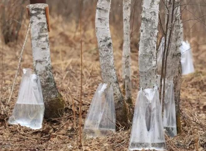 巨头们都在押注的白桦树汁是智商税吗？__巨头们都在押注的白桦树汁是智商税吗？