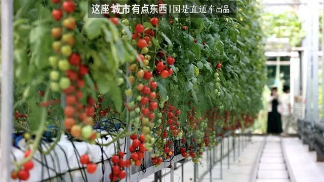 _“一棵菜”撬动千亿产业｜这座城市有点东西_“一棵菜”撬动千亿产业｜这座城市有点东西